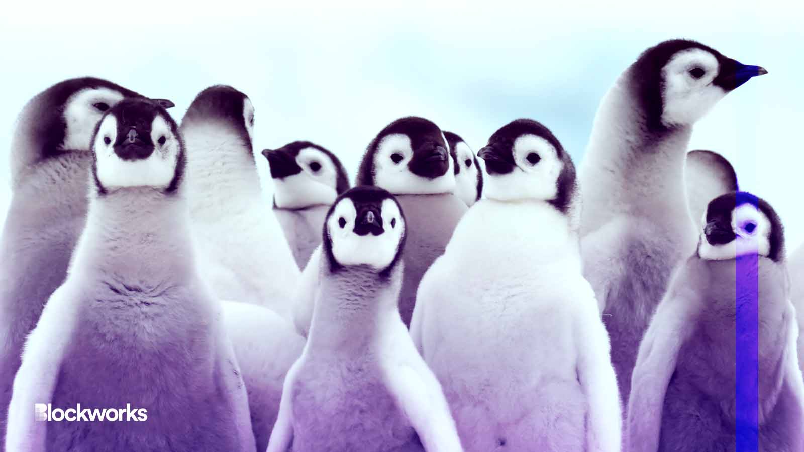 Pudgy Penguins CEO’s advice to Web3: Create ‘real products’ that ‘transcend’ NFTs Pudgy Penguins CEO’s advice to Web3: Create ‘real products’ that ‘transcend’ NFTs