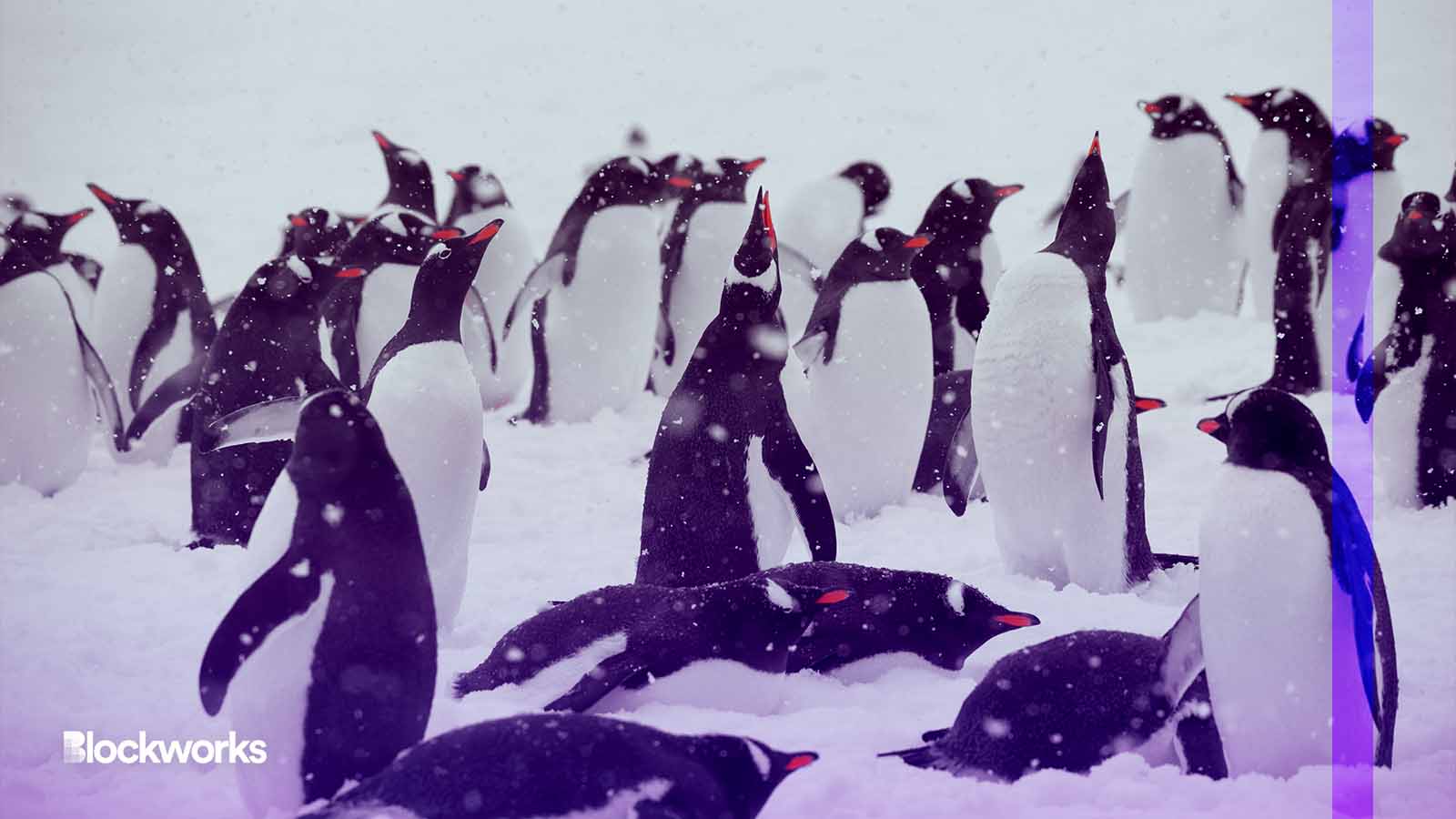 3AC fire sale: Spencer Ventures to buy 144 Pudgy Penguins for ‘mid six figures’ 3AC fire sale: Spencer Ventures to buy 144 Pudgy Penguins for ‘mid six figures’